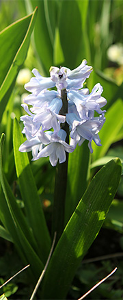 Lys blå hyacint