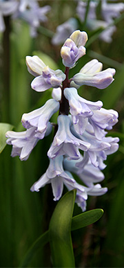 Hyacinter