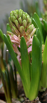 Forår i stuen med hyacinter