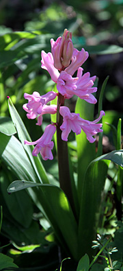 Lyserød hyacinth