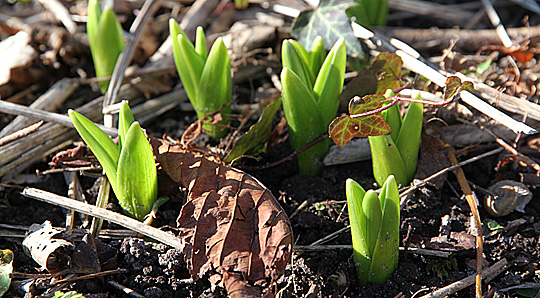 Hyacinter med grønnne skud