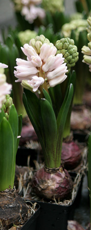 Køb en hyacint
