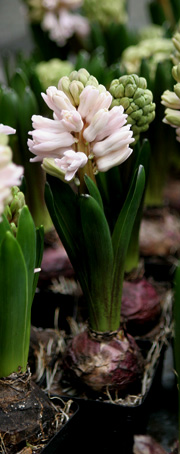 Lyserød hyacint