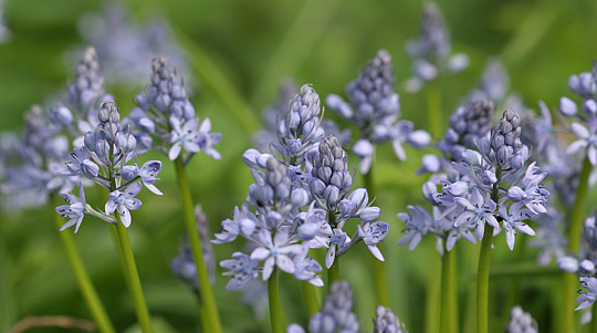 Hyacinthoides italica