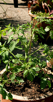 Tomatplanter