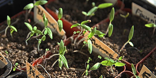 tomatkimplanter