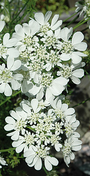 Orlaya grandiflora