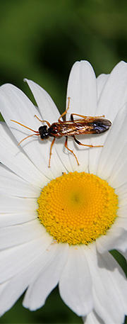 Haven er en mangfoldighed af liv – også insekter.