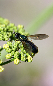 Skadelige insekter.