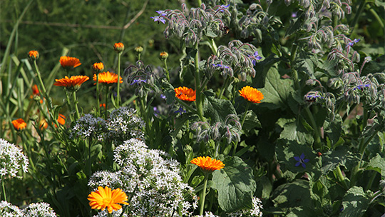 Insektvenlige blomster