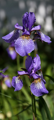 Iris