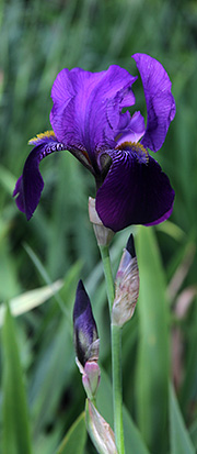 Blå iris