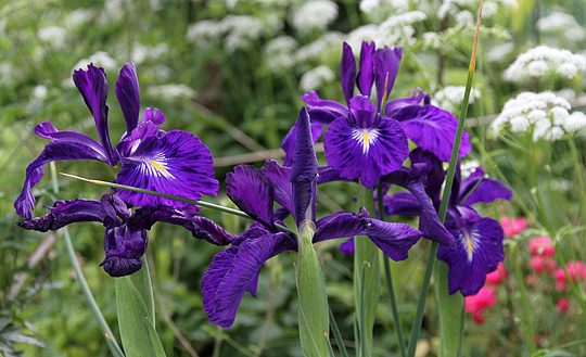 Hollandske iris