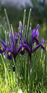 iris våriris, dværgiris