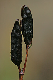 Iris frøkapsel
