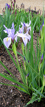 Iris missouriensis