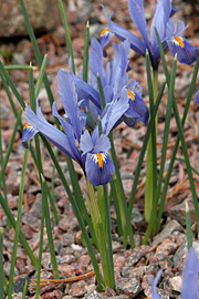 Iris reticula
