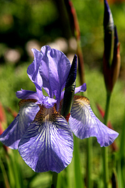 Sibirisk iris