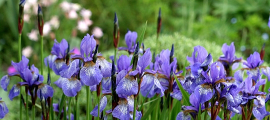 Sibirisk iris