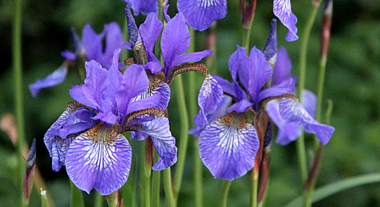 Iris sibirica blomstrer omkring 1. juni