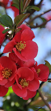 Japankvæde i blomst