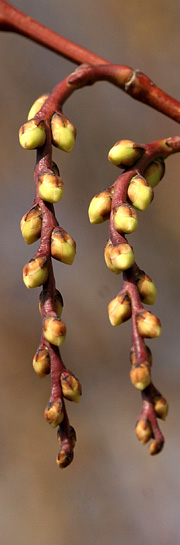 Stachyurus praecox