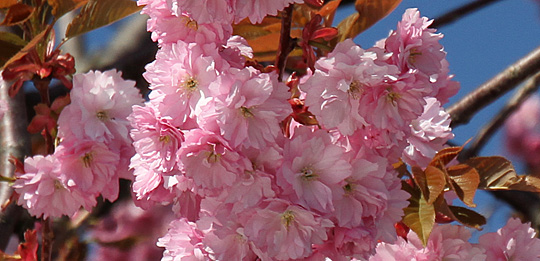 Japansk kirsebær i blomst