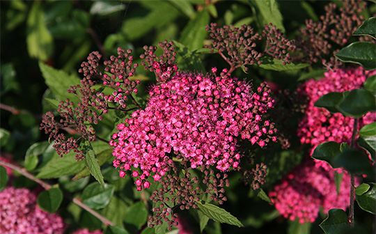 Rosenspiræa i blomst