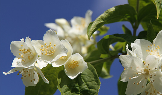 uægte jasmin