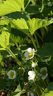 Jordbærblomster