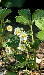 jordbær i blomst