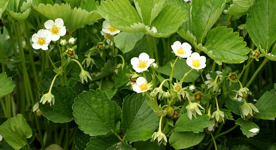 Jordbærblomster