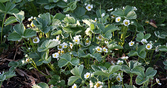 Jordbær i blomst