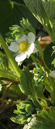 Jordbærblomster