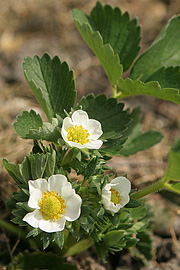 Jordbær blomstrer