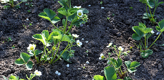 Jordbær i blomst