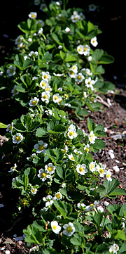 Jordbærrække i blomstring.