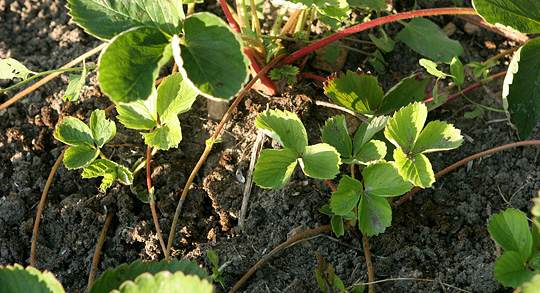 Jordbærplanter