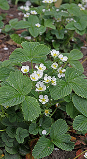 Jordbær Pineberry White Dream