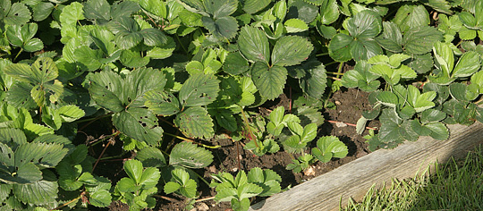 Jordbærplanter fra eget bed