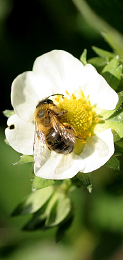 Jordbærblomst med bi