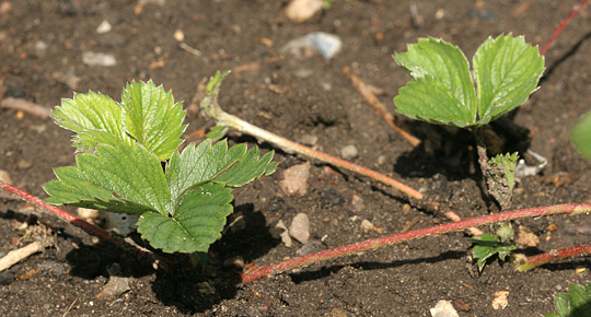 Jordbærplanter