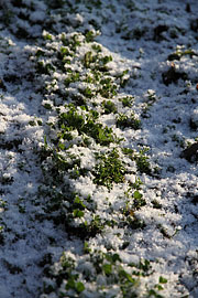 Jordkløver i sne i januar