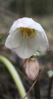 Helleborus niger