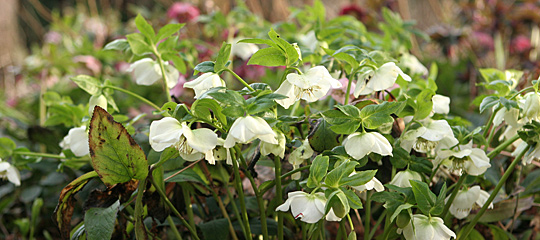 Hvid Helleborus