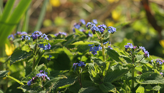 Blomstrende kærmindesøster