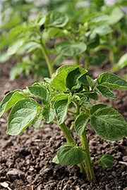 Forkultiveret kartoffelplante