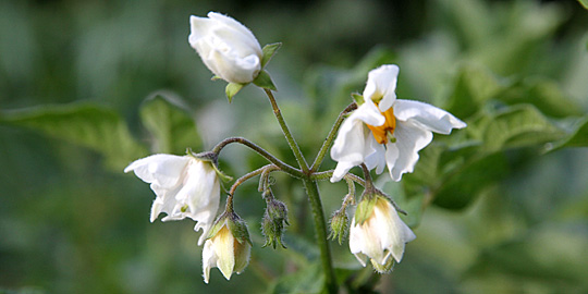 Kartoffelblomster