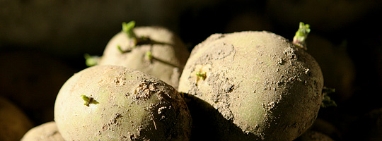 Læggekartofler
