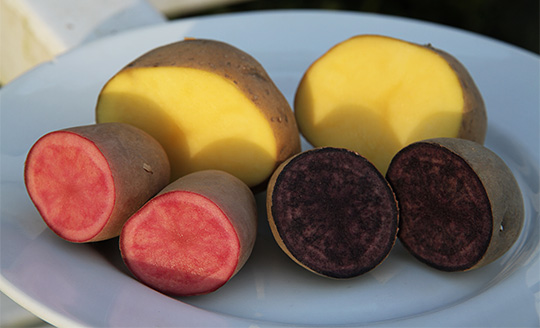 Kartofler med kulør